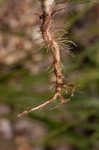 Largebracted plantain